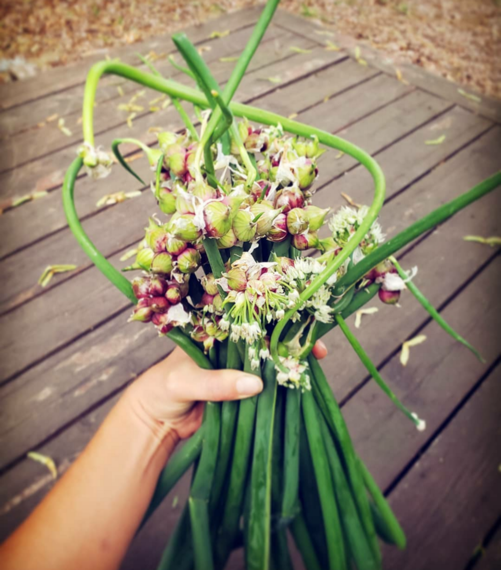 The Bulblets that form on Egyptian Walking Onions. Via Nikkofthyme on IG.